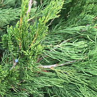 Можжевельник китайский 'Спартан' (Juniperus chinensis 'Spartan')