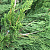 Можжевельник китайский 'Спартан' (Juniperus chinensis 'Spartan')