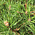 Сосна обыкновенная 'Глобоза Виридис' (Pinus sylvestris 'Globosa Viridis')