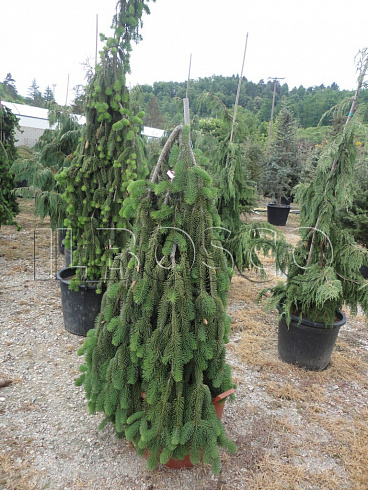 el-obyknovennaya-inversa-picea-abies-inversa-sazhency