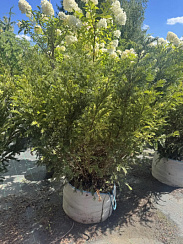 Тисс ягодный 'Брамстедтер' (Taxus baccata 'Barmstedter')