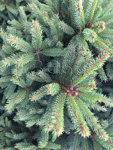 el-obyknovennaya-remontii-picea-abies-remontii-krona