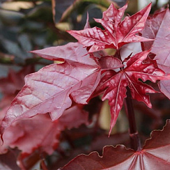 Клен остролистный 'Кримсон Сентри' (Acer platanoides 'Crimson Sentry')