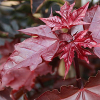 Клен остролистный 'Кримсон Сентри' (Acer platanoides 'Crimson Sentry')