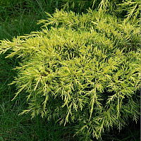 Можжевельник средний 'Голд Кост' (Juniperus communis 'Gold Coast')