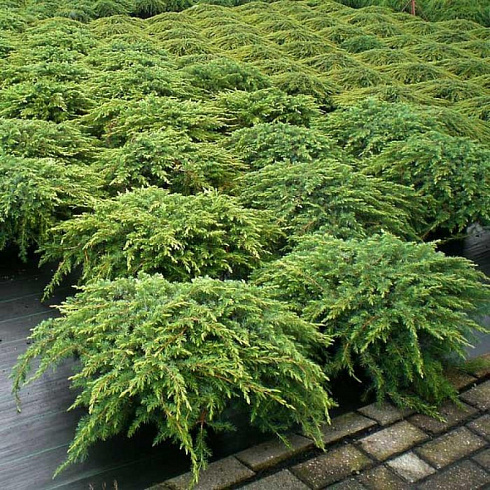 Можжевельник обыкновенный 'Repanda' (Juniperus communis 'Repanda')2