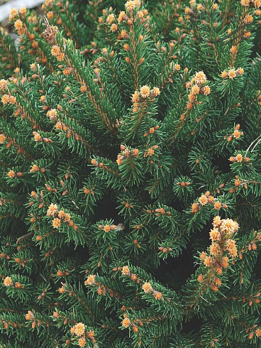 el-obyknovennaya-pygmaea-picea-abies-pygmaea-krona