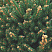 el-obyknovennaya-pygmaea-picea-abies-pygmaea-krona