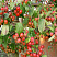 yablonya-dekorativnaya-ehverest-malus-evereste-plody