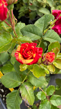 Роза 'Файер Флеш' (Rose 'Fire Flash')
