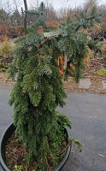 Ель сербская 'Пендула Брунс' (Picea omorika 'Pendula Bruns')
