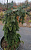 Ель сербская 'Пендула Брунс' (Picea omorika 'Pendula Bruns')