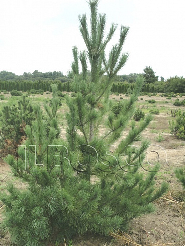 sosna-vejmutova-pinus-strobus-sazhenec.jpg