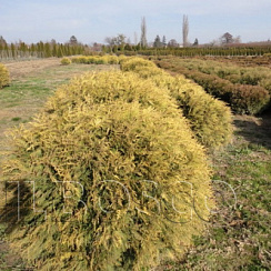 Туя западная 'Голден Глоб' (Thuja occidentalis 'Golden Globe' )