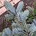 el-kolyuchaya-hupsi-picea-pungens-hoopsii-vetv