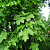 Клен полевой  (Acer campestre 'Anny's Globe')
