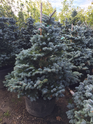 el-kolyuchaya-montgomeri-picea-pungens-montgomery-derevo