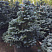 el-kolyuchaya-montgomeri-picea-pungens-montgomery-derevo