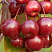 Яблоня декоративная 'Coccinella' (Malus 'Coccinella')2