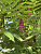 Сумах оленерогий (Rhus typhina)