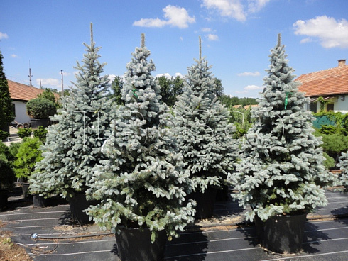 el-kolyuchaya-oldenburg-picea-pungens-oldenburg-derevya