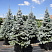 el-kolyuchaya-oldenburg-picea-pungens-oldenburg-derevya